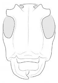  Iaquira viridis , female; © E.H. Nearns