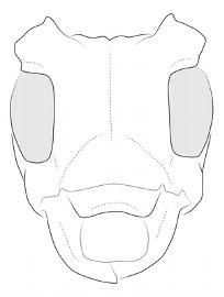  Ischiocentra stockwelli , female; © E.H. Nearns