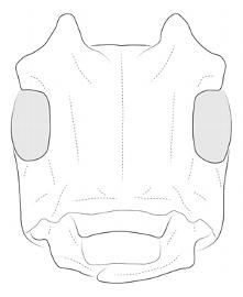  Ischioderes bahiensis , male; © E.H. Nearns 