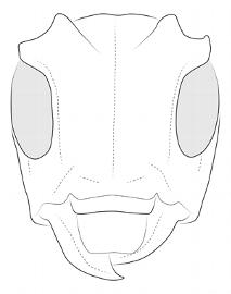  Ischiosioma obliquata , female; © E.H. Nearns