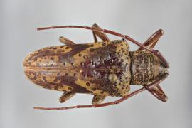  Hypselomus fuscofasciatus , female holotype specimen; © E.H. Nearns