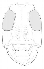  Hypselomus globifer  (=  Jamesia globifera ), female; © E.H. Nearns
