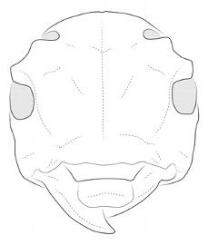  Lachaerus fascinus , female; © E.H. Nearns