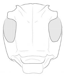  Lachnia subcincta , female;  © E.H. Nearns 