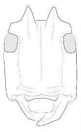  Lesbates acromii , male; © E.H. Nearns