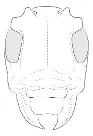  Leus ramuli , female; © E.H. Nearns