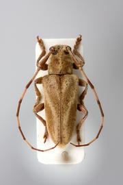  Lingafelteria giuglarisi , male holotype specimen; © E.H. Nearns