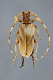  Lingafelteria pandolfii , male holotype specimen; © E.H. Nearns