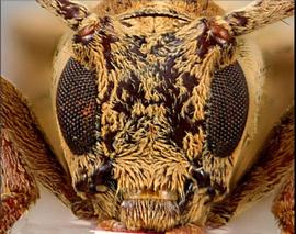  Lingafelteria giuglarisi , male holotype specimen; © E.H. Nearns