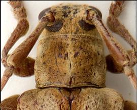  Lingafelteria giuglarisi , male holotype specimen; © E.H. Nearns