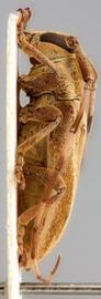 Lingafelteria giuglarisi , male holotype specimen; © E.H. Nearns