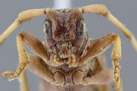  Lingafelteria pandolfii , male holotype specimen; © E.H. Nearns