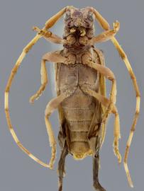  Lingafelteria pandolfii , male holotype specimen; © E.H. Nearns