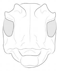  Lochmaeocles c. cornuticeps , male; © E.H. Nearns