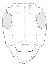  Lydipta conspersa , female; © E.H. Nearns