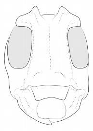  Marensis simplex , male; © E.H. Nearns