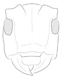  Microcanus minor , male; © E.H. Nearns