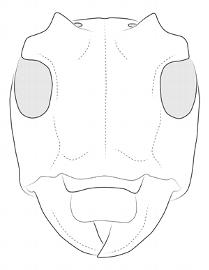  Midamiella hecabe , female;  © E.H. Nearns 