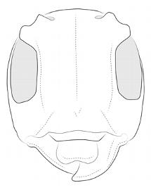  Monneoncideres cristata , female; © E.H. Nearns