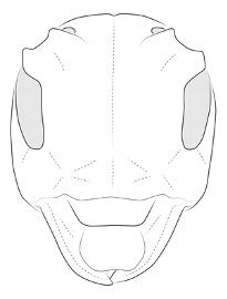  Neocherentes dilloniorum , female;  © E.H. Nearns 