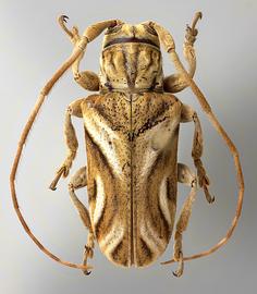  Neocherentes pergeri , female holotype specimen; © E.H. Nearns