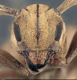  Neocherentes adrianoi , female holotype specimen; © E.H. Nearns