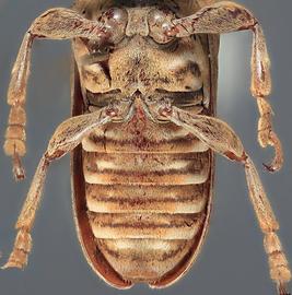 Neocherentes adrianoi , female holotype specimen; © E.H. Nearns