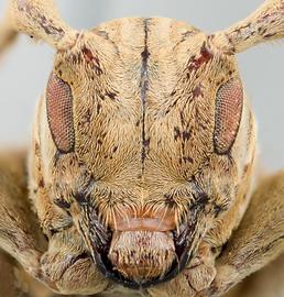  Neocherentes pergeri , female holotype specimen; © E.H. Nearns