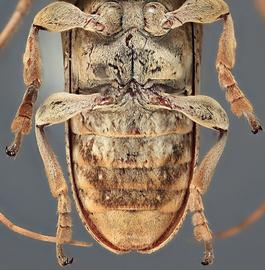  Neocherentes pergeri , female holotype specimen; © E.H. Nearns