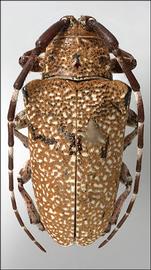  Neodillonia albisparsa,  female specimen; © E.H. Nearns