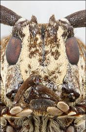  Neodillonia albisparsa,  female specimen; © E.H. Nearns