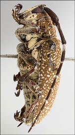  Neodillonia albisparsa,  female specimen; © E.H. Nearns