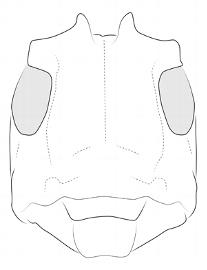  Neodillonia albisparsa , female; © E.H. Nearns