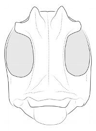  Neohylus alexandrei , male; © E.H. Nearns