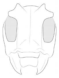  Neolampedusa obliquator , female;  © E.H. Nearns 