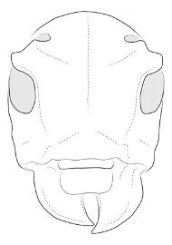  Oncideres cingulata cingulata , female specimen; © E.H. Nearns