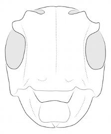  Oncioderes picta , female; © E.H. Nearns