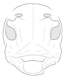  Paratrachysomus huedepohli , male;  © E.H. Nearns 