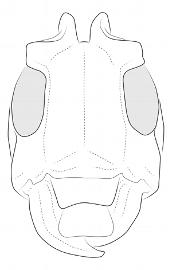  Paratritania alternans , male; © E.H. Nearns