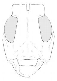  Pericasta virescens , male; © E.H. Nearns