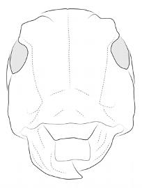  Periergates rodriguezi , female; © E.H. Nearns