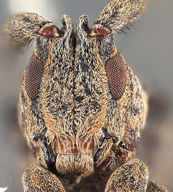  Peritrox shanebouchardi , male holotype specimen; © E.H. Nearns