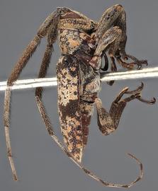  Peritrox shanebouchardi , male holotype specimen; © E.H. Nearns