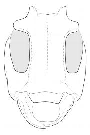  Plerodia singularis , male; © E.H. Nearns