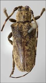  Priscatoides tatila,  female holotype specimen; © E.H. Nearns