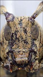  Priscatoides tatila,  female holotype specimen; © E.H. Nearns