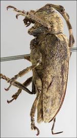  Priscatoides tatila,  female holotype specimen; © E.H. Nearns