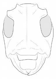  Priscatoides tatila , female;  © E.H. Nearns 