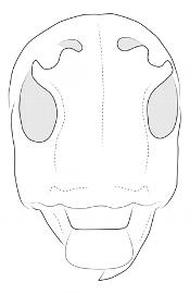  Prohylus phanthasma , female; © E.H. Nearns