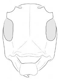  Proplerodia piriana , female; © E.H. Nearns